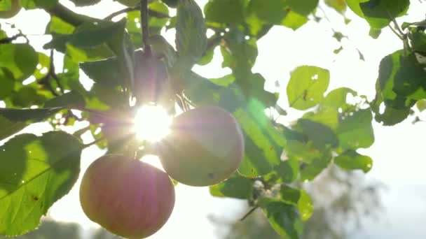 Pommier avec de belles pommes rouges naturelles au soleil brille — Video