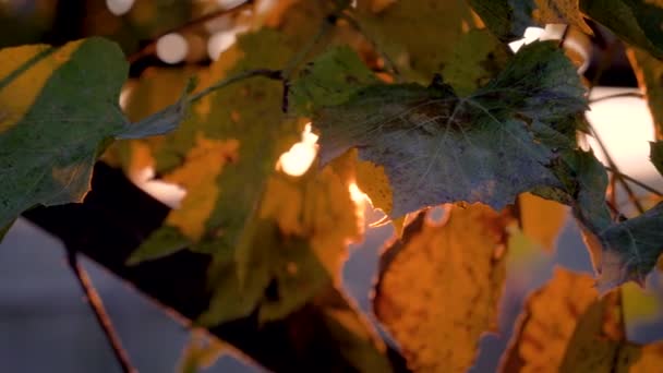 Mouvement de la caméra Le scintillement de la lumière du soleil à travers les feuilles de vigne au coucher du soleil — Video