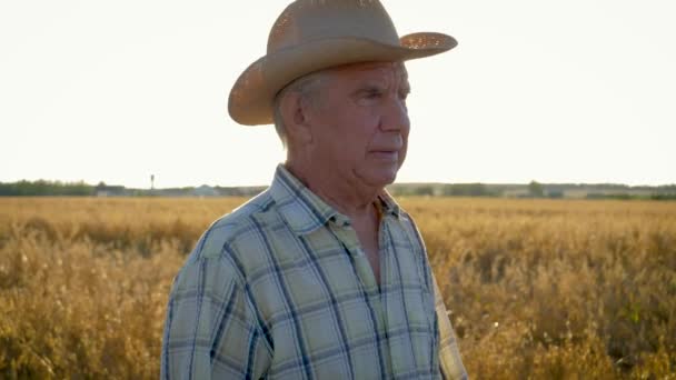 カウボーイ ハットで年配の白人男性が夕日で小麦畑で歩くクローズ アップ — ストック動画