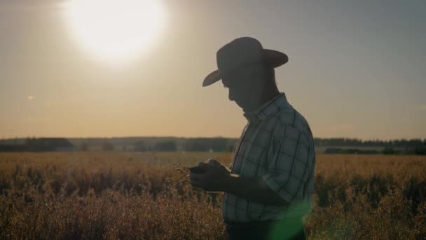 Bejaarde boer agronoom In cowboyhoed op het veld controleert het rijpen van gewas — Stockvideo