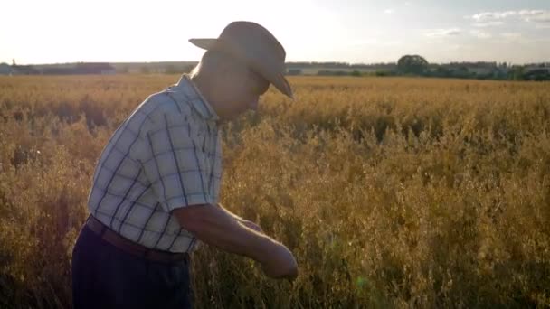 Agricultor empresário em chapéu de vaqueiro no campo verifica o amadurecimento das culturas de grãos — Vídeo de Stock