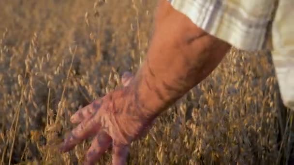 Caminhada do fazendeiro no campo com os cereais no por do sol que toca orelhas do trigo com sua mão — Vídeo de Stock