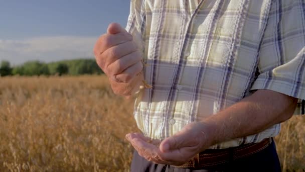 Farmer Pour Golden Ripe grani da mano a mano sfondo il campo — Video Stock