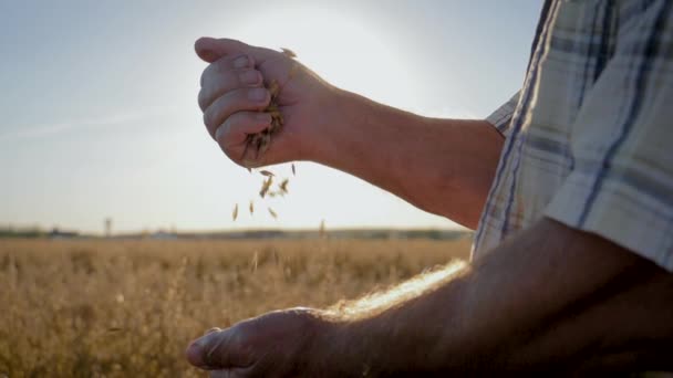Фермер наливает золотые спелые зерна из рук в руки на заднем плане поля — стоковое видео