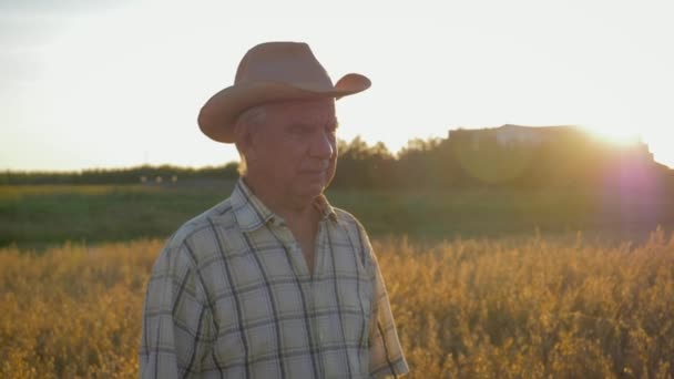 Viejo caucásico hombre granjero en un vaquero sombrero caminar en un campo de trigo al atardecer — Vídeos de Stock