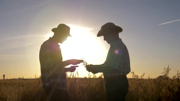 Два фермера, работающие на поле с урожаями, проверяют созревание зерна — стоковое видео
