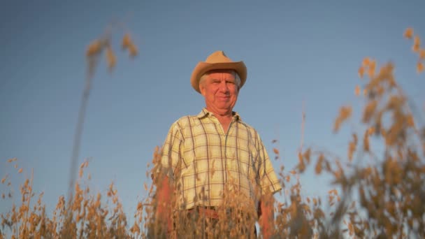Starý farmář v klobouku, stojící v poli ovsa při západu slunce — Stock video