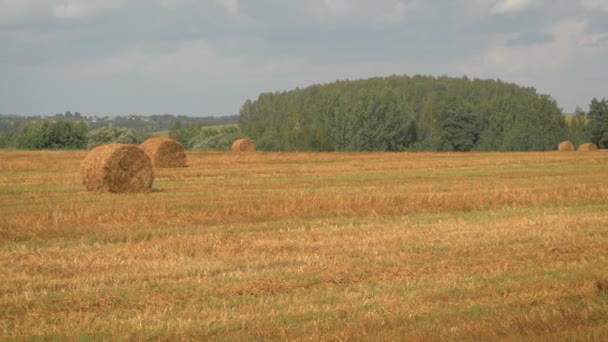 Panorama av jordbruksområdet med höstackar i varm sommardag efter skörd — Stockvideo
