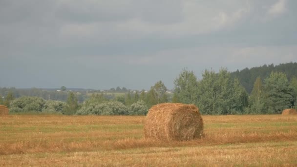Campo con Haystacks en un caluroso día de verano después de la cosecha en movimiento — Vídeos de Stock