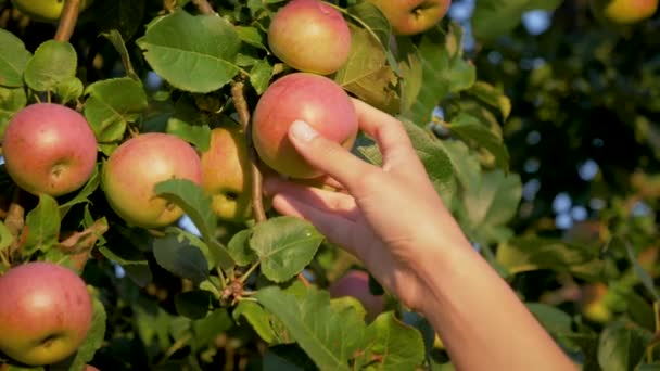 Mulher mão coletou uma maçã madura de uma árvore de maçã no jardim no dia ensolarado — Vídeo de Stock