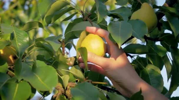 Γυναίκα χέρι επιλέγοντας ένα ώριμο αχλάδι από ένα δέντρο στον κήπο, σε μια ηλιόλουστη μέρα του καλοκαιριού — Αρχείο Βίντεο