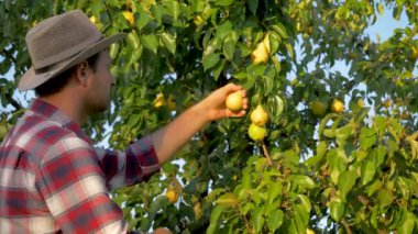 Günbatımında Bahçe yaz aylarında olgun armut ağacı gelen adam Çiftçi hasat