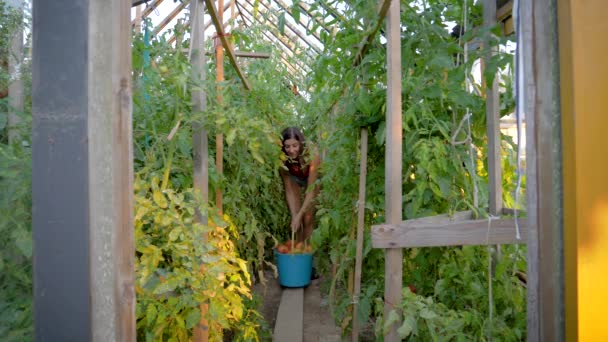 Granjero en invernadero lleva cubo lleno de tomates maduros acaba de recoger — Vídeo de stock