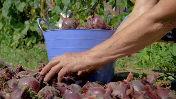 Hände eines alten Bauern sammeln reife rote Zwiebeln von der Plantage im Eimer — Stockvideo