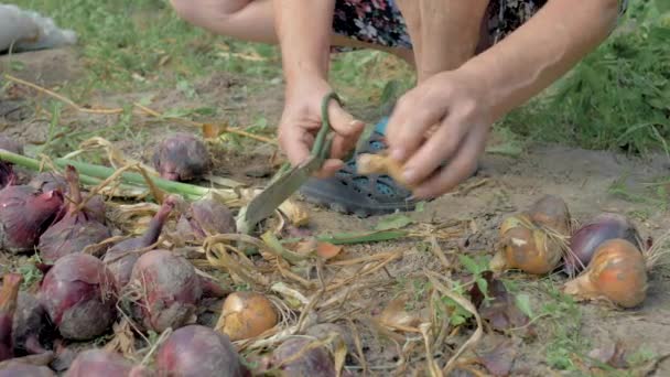 Фермер очищает спелый лук от ненужной шелухи и кладет его на землю для высыхания — стоковое видео