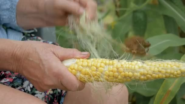 Farmer nettoie l'épi de maïs mûr des feuilles et des cheveux Fermer — Video