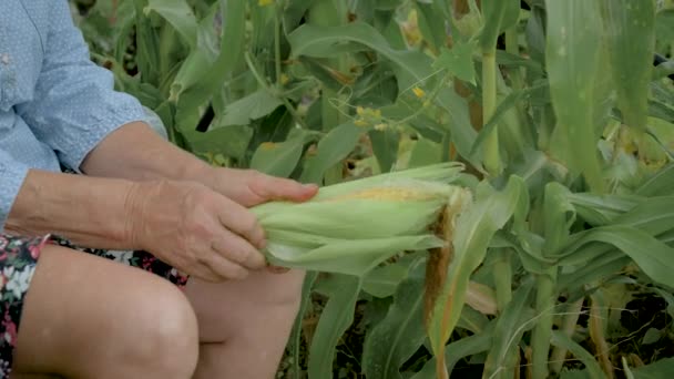 Mujer agricultora limpia la mazorca de maíz maduro de las hojas de cerca en el jardín — Vídeos de Stock