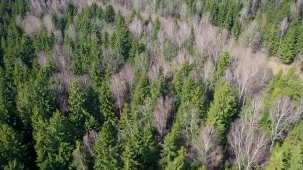 Полет над лесом с зелеными деревьями и деревьями без листьев в весенний день — стоковое видео