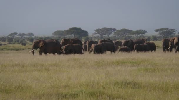 Grote kudde wilde olifanten met baby eten gras in weide in Afrikaanse Savannah — Stockvideo