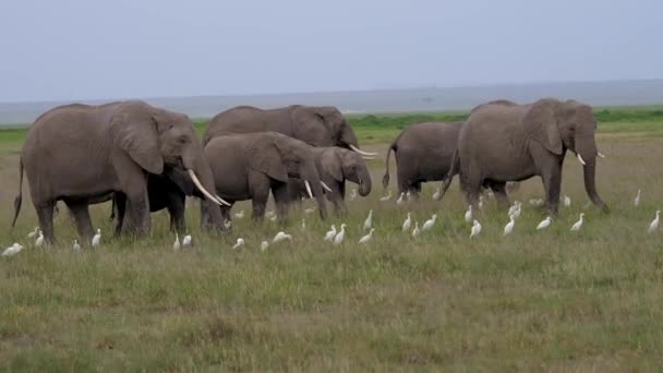 Grande família de elefantes selvagens com bebê comendo grama na savana africana — Vídeo de Stock