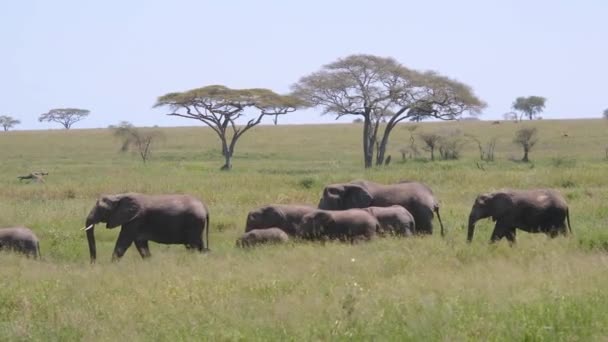 Große Herde wilder Elefanten mit Baby auf Grasland in afrikanischer Savanne — Stockvideo