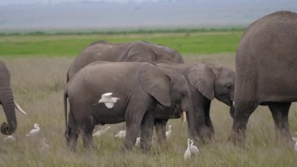 アフリカのサバンナの牧草地で野生の象と赤ちゃんの群れのクローズアップ — ストック動画