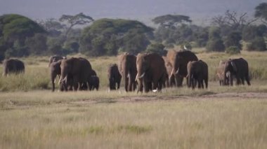Savannah Sıcak Bir Ova da Yürüyen Vahşi Afrika Filleri Sürüsü