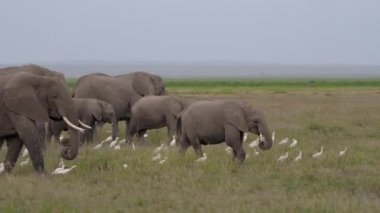 Afrika Savana Ovasında Bebek Yiyen Otlu Vahşi Fillerin Sürüsü