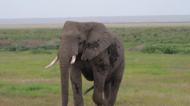 Close-up de um elefante africano selvagem adulto caminhando através da planície de Savannah — Vídeo de Stock