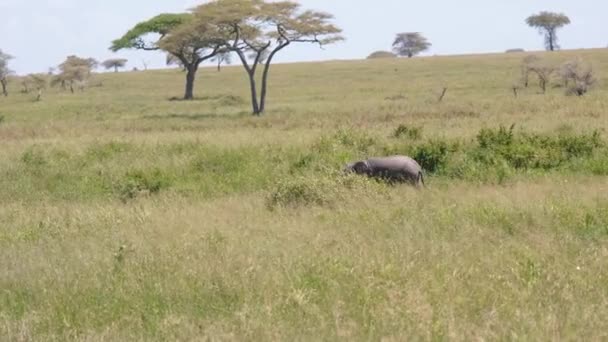 Solitario poco elefante ha desviado de bandada o perdido en salvaje africano sabana — Vídeo de stock