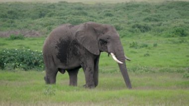 Savannah Yeşil Ovası üzerinde bir yetişkin vahşi Afrika fil yürüyüş yakın çekim