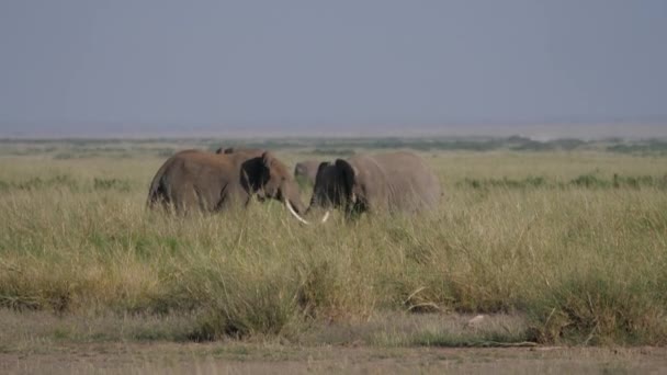 Selvaggio adulto maschio elefanti lotta per un femmina durante allevamento stagione in africano — Video Stock