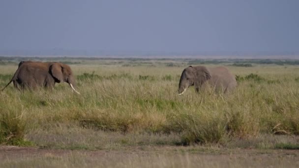 Bull ελέφαντας κυνηγάει ένα άλλο μετά από μια μάχη για ένα θηλυκό κατά την περίοδο αναπαραγωγής — Αρχείο Βίντεο