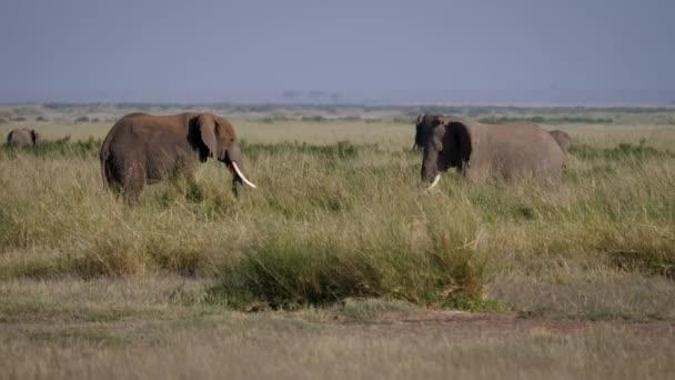 アフリカで戦う前の大人の雄牛ゾウは、お互いを評価し、脅迫する — ストック動画