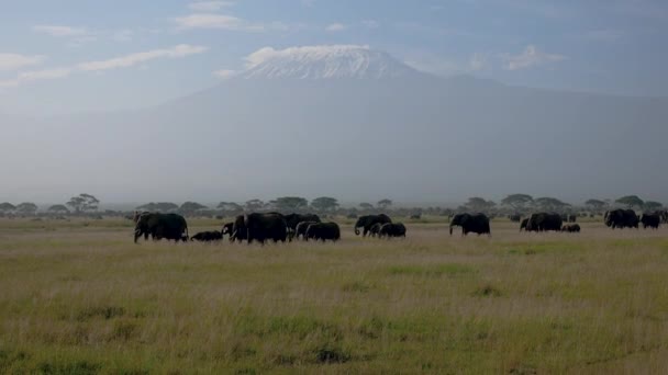 Manada de elefantes africanos en llanura con antecedentes de acacias del monte Kilimanjaro — Vídeos de Stock