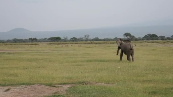 Обезумевший слон-бык яростно бегает по пастбищу в возбужденном состоянии — стоковое видео