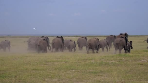 Grande manada enlouquecida de elefantes fugindo do perigo nas planícies de Savannah — Vídeo de Stock