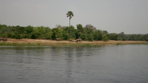 사바나에서 더운 날에 마시기 위해 강에 오는 야생 아프리카 코끼리 무리 — 비디오