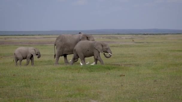 Familie van wilde Afrikaanse olifanten lopen naar elkaar over plain in Savannah — Stockvideo