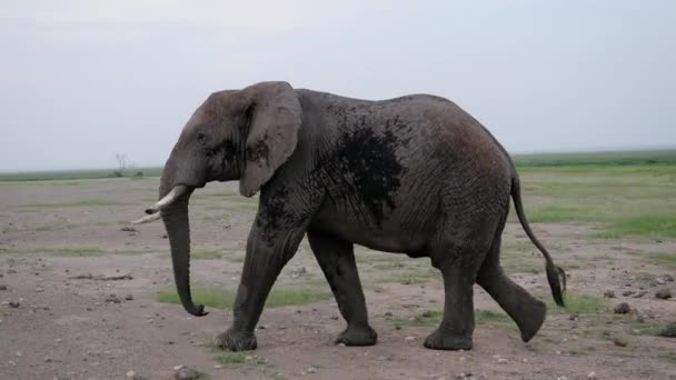 Крупним планом великий Африканський слон ходьба на землю в савани — стокове відео