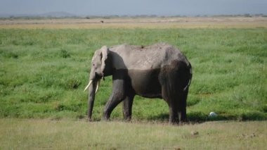 Siyah Çamur Otlatma Çim ile Lekeli Büyük Bir Afrika Fil Iğdır
