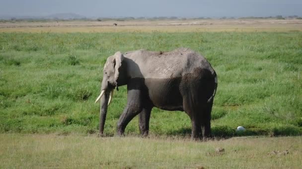 Blízký velký africký slon napůl rozmazaný černým bahnem pátravou trávu — Stock video