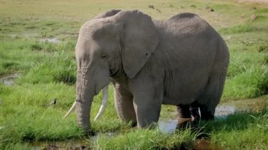 Bir Gövde ile Büyük Bir Afrika Fil Close Up Kafasına Çamur Döker