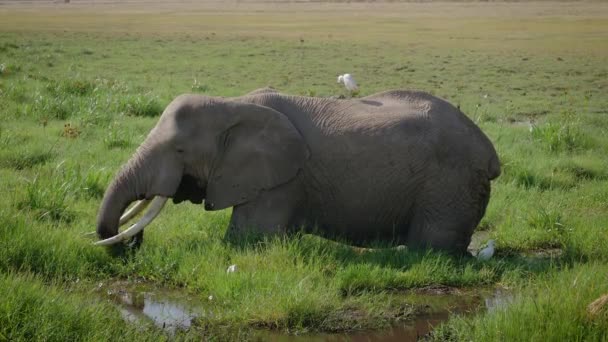 Vild afrikansk stor elefant betande gräs står i träsket i Savannah — Stockvideo
