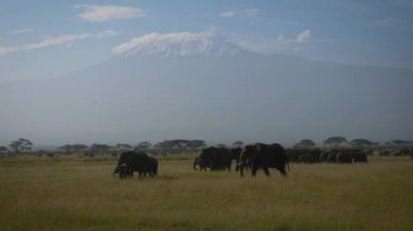 Afrika Filleri Sürüsi Kilimanjaro Dağı Akasyalar Arka Plan ile Düz Açık