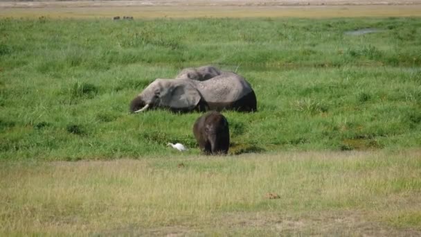 Wild Afrikaanse olifanten nemen modderbaden in de hitte staande in het moeras — Stockvideo