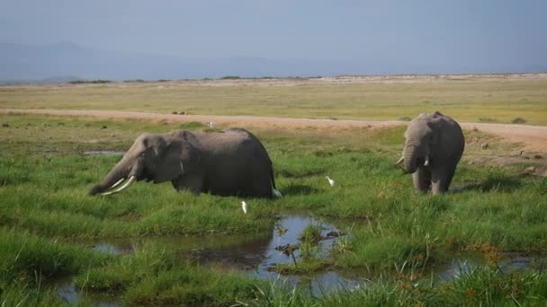 Wilde Afrikaanse grote olifanten grazen gras staande in het moeras in Savannah — Stockvideo