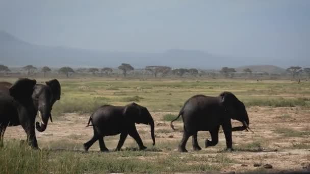 Drei lustige afrikanische Elefanten ist komplett mit schwarzem Schlamm beschmiert, um cool zu bleiben — Stockvideo