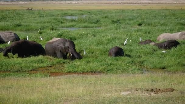 Дикі африканські слони пасуться і приймають болотні ванни в спекотному стані — стокове відео