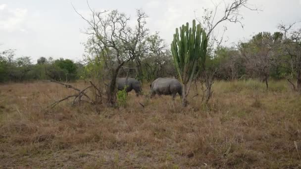 Utrotningshotade vuxna afrikansk vild vit noshörningar bete av buskarna i reserven — Stockvideo